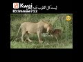 شاهد للآخر رحمه الأسد للكلب شاهد للآخر رحمه الأسد للكلب