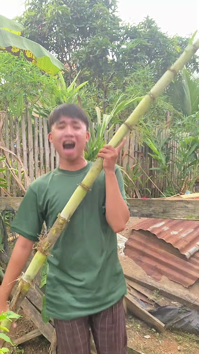 Hasil panen tebu #gengshortsindonesia #funny #contencomedy