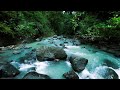 Fall Asleep Fast with Gentle Forest River Sounds | Natural Ambience for Deep Rest