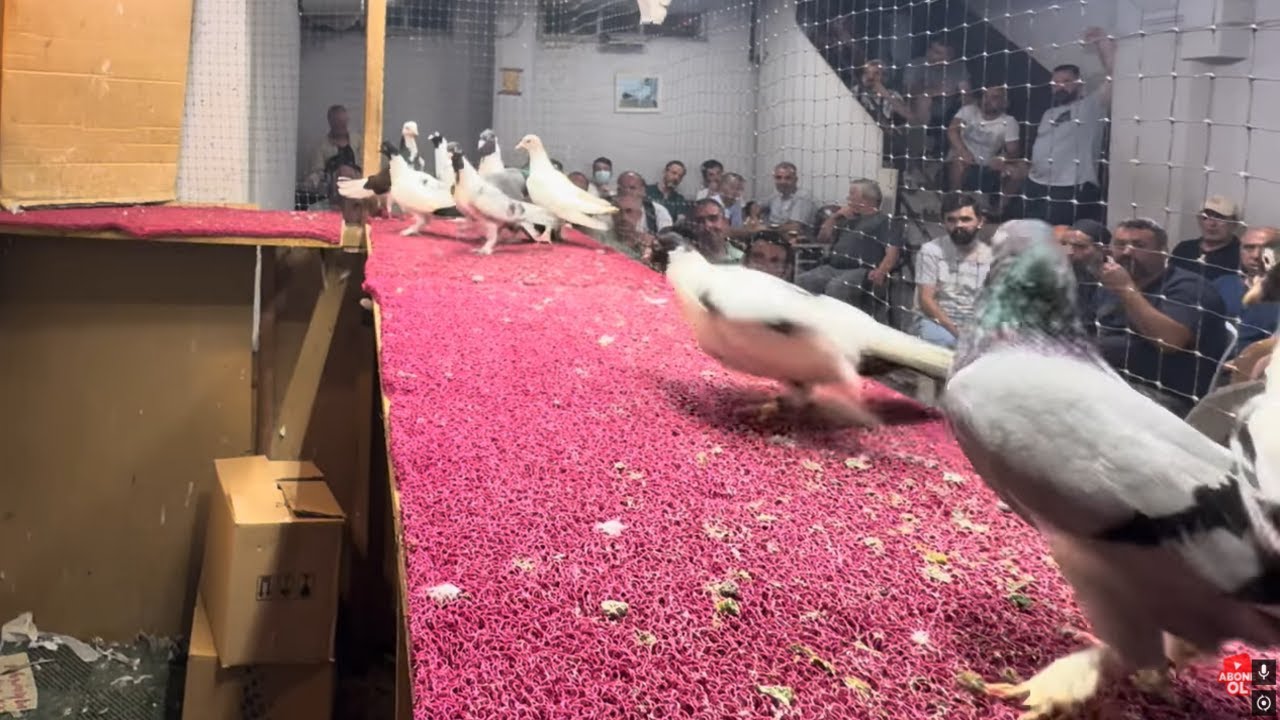 GÜVERCİN MEZATI BAYRAMPAŞA ARENA İYİ SEYİRLER 