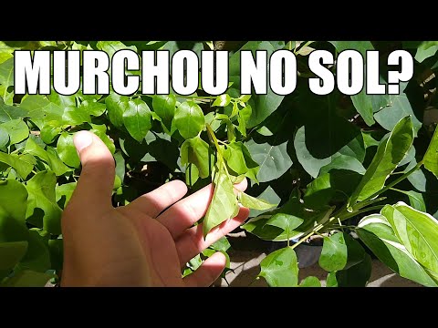 Vídeo: As plantas podem voltar depois de murchar?