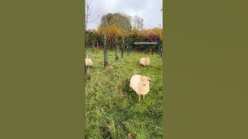 Sheep in the Orchard