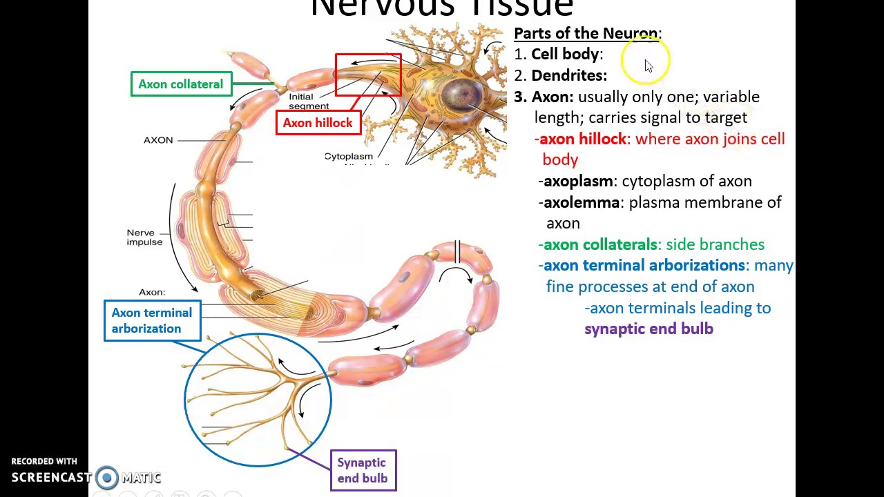 Human Anatomy: Chapter 16 Nervous Tissue - YouTube
