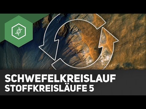 Video: Unterschied Zwischen Assimilatorischer Und Dissimilatorischer Sulfatreduktion