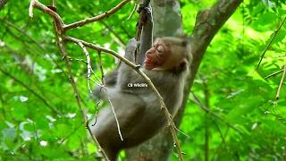 Famous The little monkey extremely @ngry mother until it can`t control hands f@lling from high tree. Net Worth