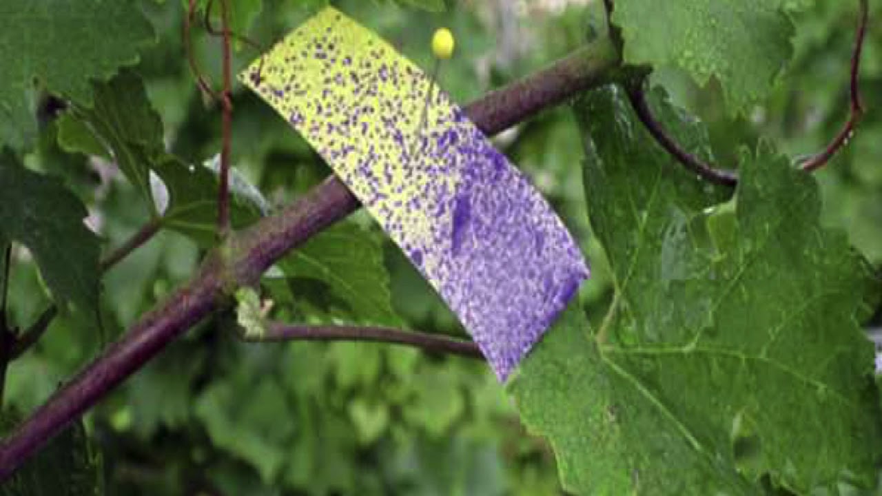 Assessing spray coverage in the vineyard with water sensitive papers