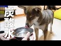 柴犬に炭酸水あたえてみたら中々のリアクションを披露してくれました