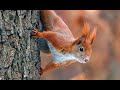 🔴 Cat TV squirrels and birds for cats (LIVE 24/7) 4k Videos for cats with Squirrels image