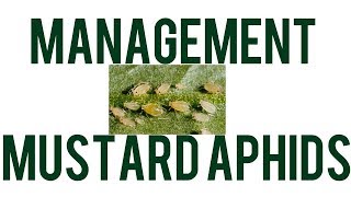 How To Control Mustard Aphids Latest Upload 2017
