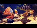 Аквариумный конкурс All Cichlids 2018. Мое мнение. Топ 15 работ конкурсантов