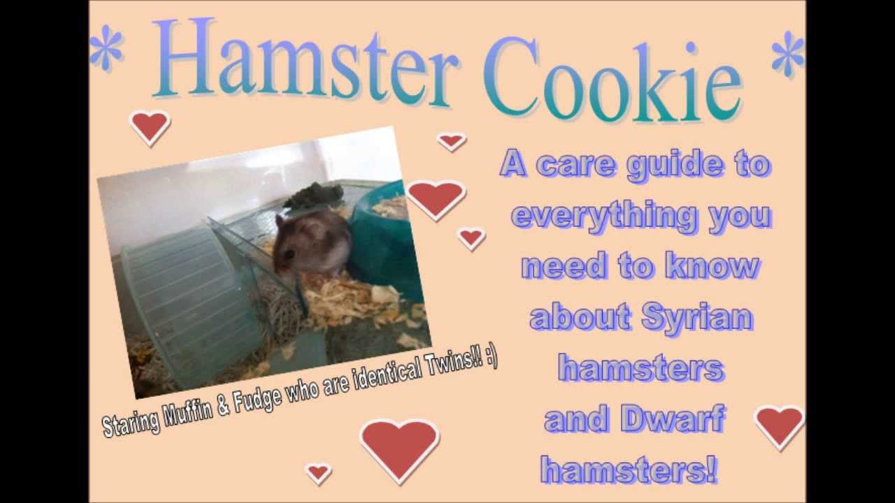 Good and Bad hamster bedding for dwarf and syrian hamsters YouTube