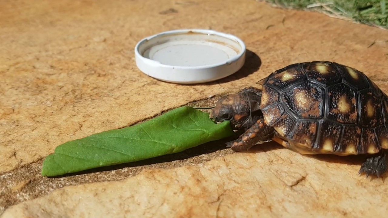 MEU FILHOTE DE JABUTI NÃO SE ALIMENTA NESSE FRIO, O QUE FAZER? JABUTI NÃO QUER COMER? YouTube MEU FILHOTE DE JABUTI NÃO SE ALIMENTA NESSE FRIO, O QUE FAZER? JABUTI NÃO QUER COMER? YouTube
