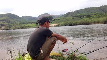 Câu cá rô đồng ở Mộc Hóa Kiến Tường