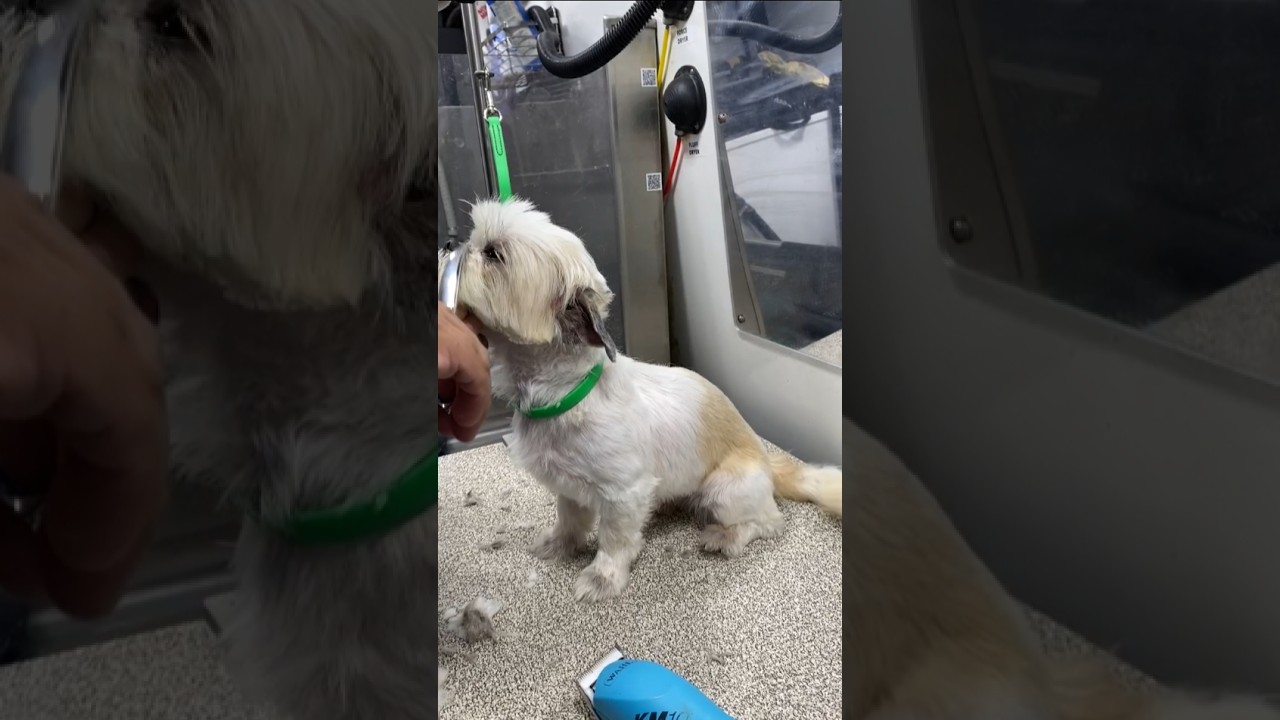 purrfectgrooming Mobile Pet Grooming The Ultimate Spa Experience For purrfectgrooming Mobile Pet Grooming The Ultimate Spa Experience For