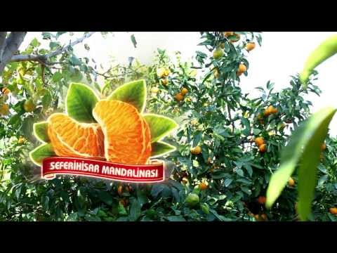 Mandalinanın 4.5 yıllık hikayesi
