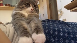 人のお腹でリラックスする猫 ノルウェージャンフォレストキャットA cat rides on a person and relaxes.Norwegian Forest Cat.