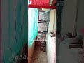 2new pair add #shorts #youtuneshorts #trending #viral #viralshorts #parrot #cocktail #cute #funny