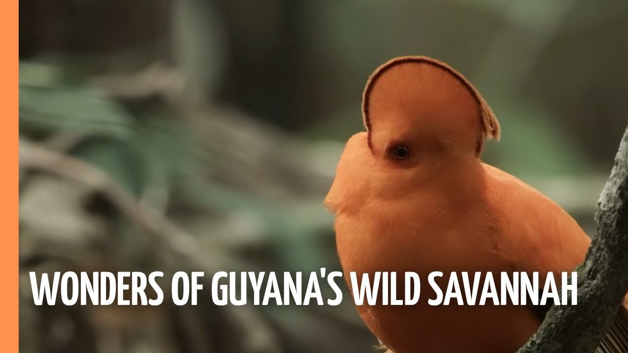 Documentary backdrop image for The Greatest Wonders of Guyana's Wild Savannah (2024)