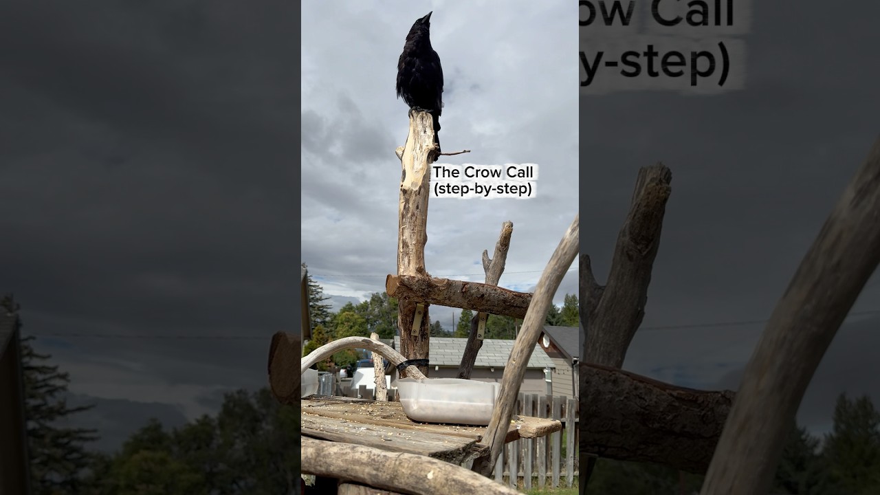 Crow call tutorial - #crows #birdcalls #tutorial #howto #birdsounds #birdwatching adlı videoyu YouTube'da izle Crow call tutorial - #crows #birdcalls #tutorial #howto #birdsounds #birdwatching adlı videoyu YouTube'da izle