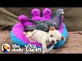 This pigeon adopted a teenytiny chihuahua  the dodo odd couples