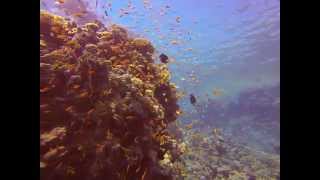 Orange Fish & Corals while at the Safety Stop - Red Sea