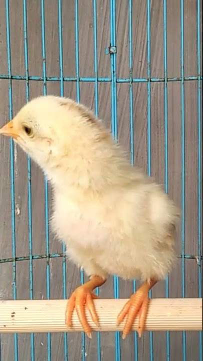 suara anak ayam