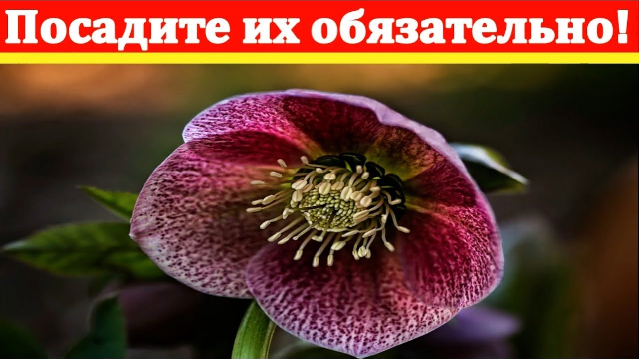 Морозник как ухаживать за ним в открытом грунте !!! Морозник на садовом участке