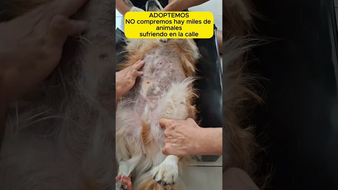 Ecografía de abdomen total para perros