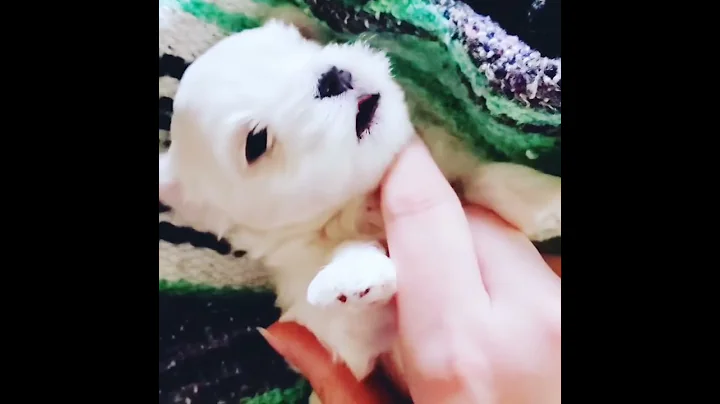 A Little Maltese Puppy