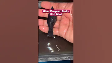 Giant Pregnant Molly Fish Died  With babies Inside Her 🥺😢 #subscribe #aquarium #viral #mollyfish