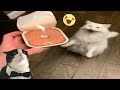 Try not to laugh  new funny cats and dog   just cats part 25