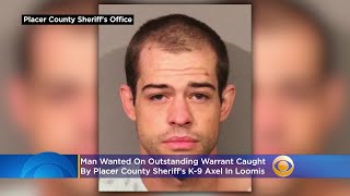 Man Wanted On Outstanding Warrant Caught By Placer County Sheriff's K-9 Axel In Loomis
