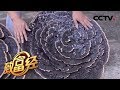 《致富经》 赵步提的“仙草”奇缘 发现商机种出超大紫灵芝 20190819 | CCTV农业