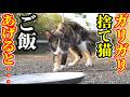 猛暑に捨てられたガリガリの猫にご飯をあげると・・・ 捨て猫とさくらねこたちへのエサやり【視聴だけでも猫を助けることになります】支援者様 視聴者様 猫たちに神のご加護を！野良猫の感動猫動画