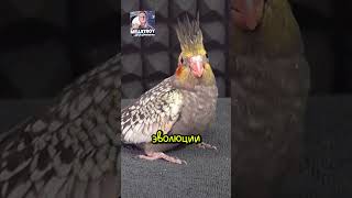 Попугай Корелла за 41 день...🦜