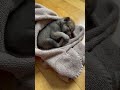 A rescued wolf cub finds its way back to its mother #viral #trending #short