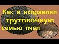 Как я исправлял трутовочную семью пчел