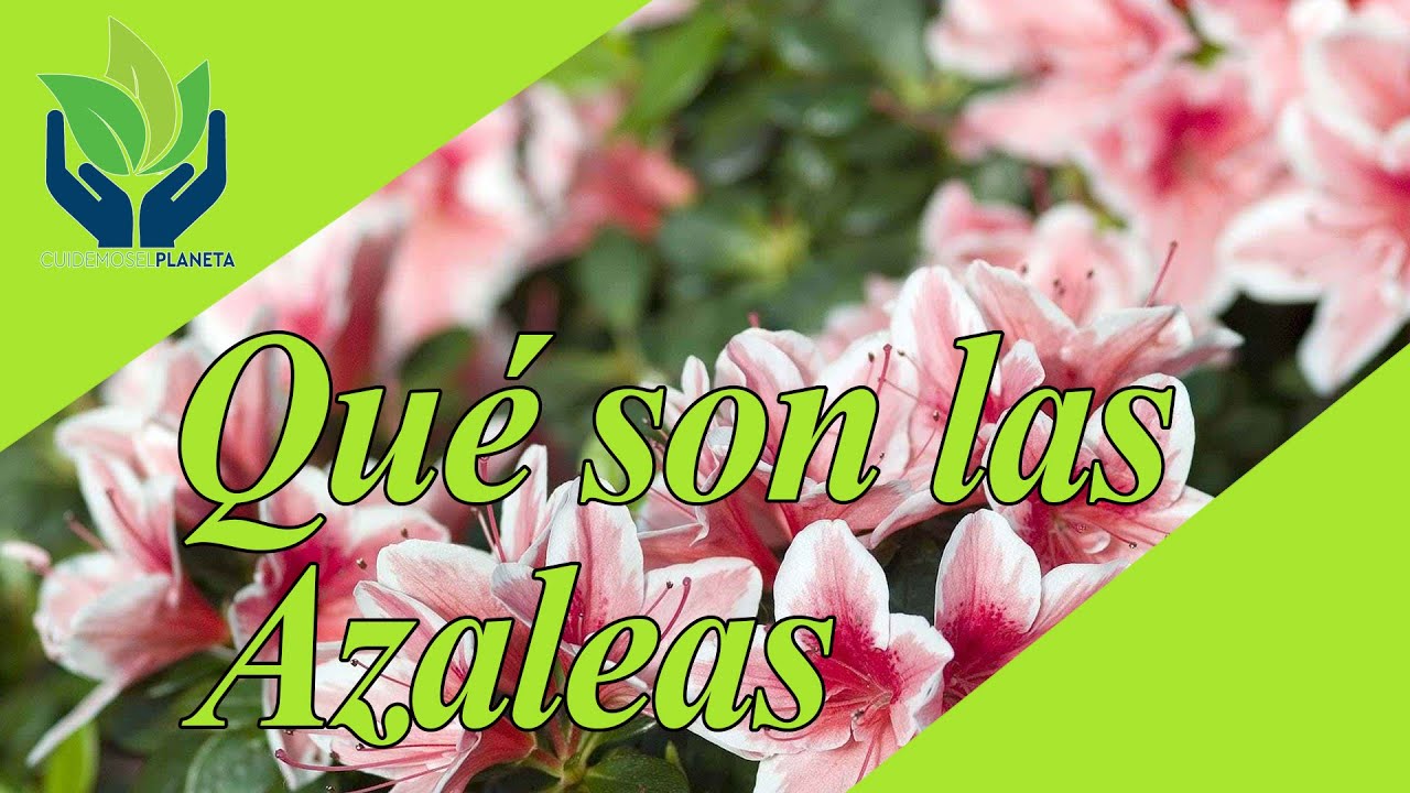 Azaleas: tipos, características, colores, cultivo, variedades - YouTube