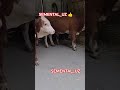 BULLS#chorva#tiktok#instagram#farm#farming#cow#cows#bulls#bull#ferma#buqa#buqaboqish#sigir#bullet#1m