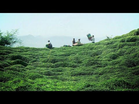 სეზონურ და დროებით სამუშაოზე დასაქმებულები სტატუსის გარეშე