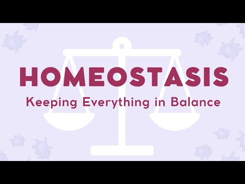 What is Homeostasis in Biology?