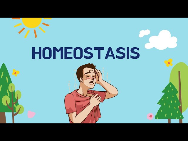 What is Homeostasis in Biology? class=