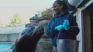 Sea Lion Splash: Day in the Life