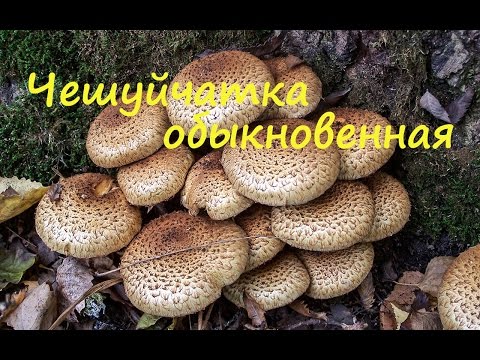 Чешуйчатка обыкновенная