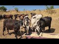 O SEGREDO DE ENGORDA A VACADA NA PALHADA.