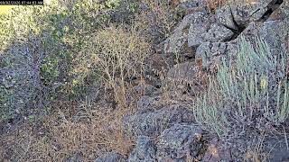 Colorado RattleCam Livestream