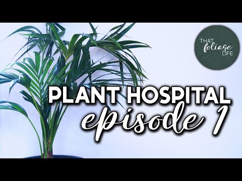 Reviving A Kentia Palm (Houseplant Hospital Episode 1)