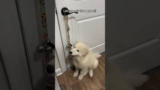 I am your puppy #video #dogs #puppy #shortsvideo #ytshorts #golden