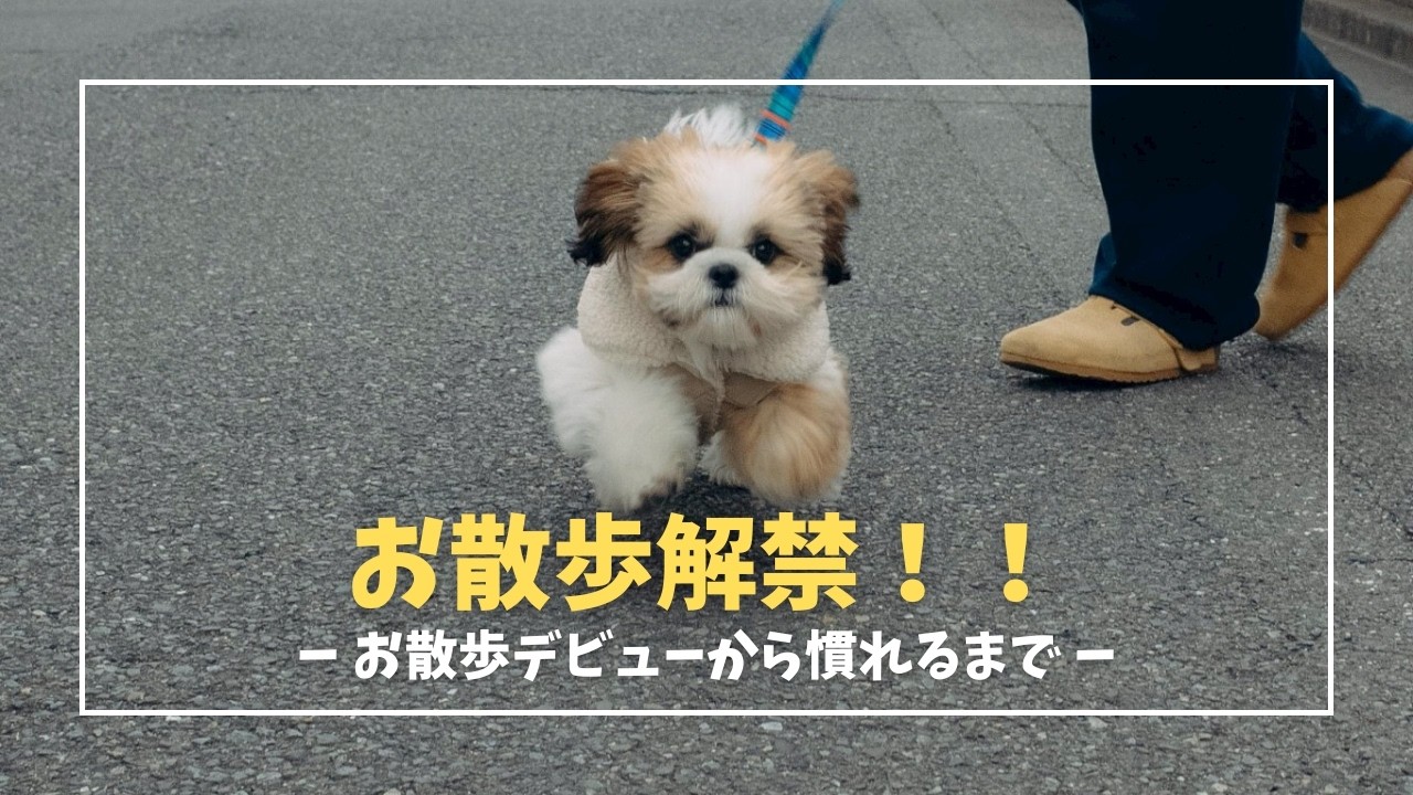 【シーズー子犬】生後4ヶ月 初めてのお散歩デビュー！初めての外の世界に...【3】