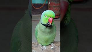 #mummy ek gilas Pani de do #funny #funnyanimal #funnyparrot #talkingparot #funnyvideo #viralreels...